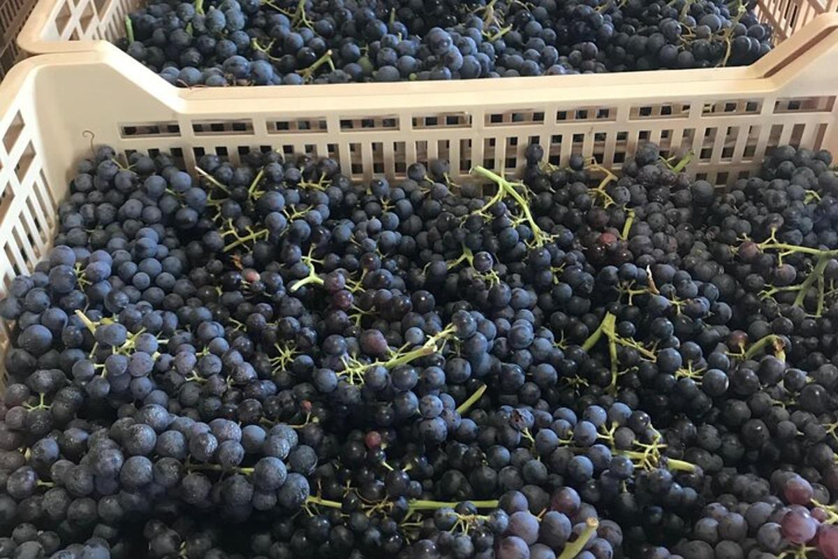 un grappolo d'uva in un cesto
