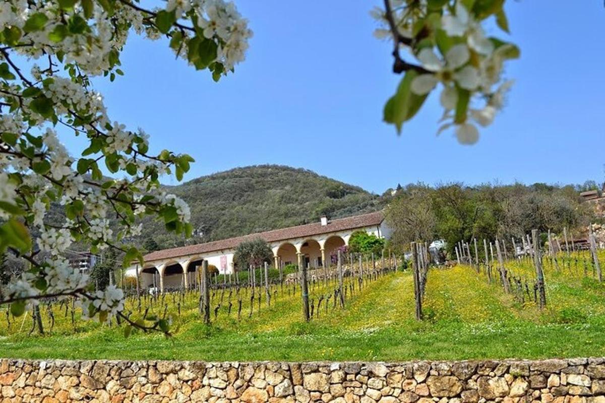 un vigneto con un edificio e un grappolo di viti