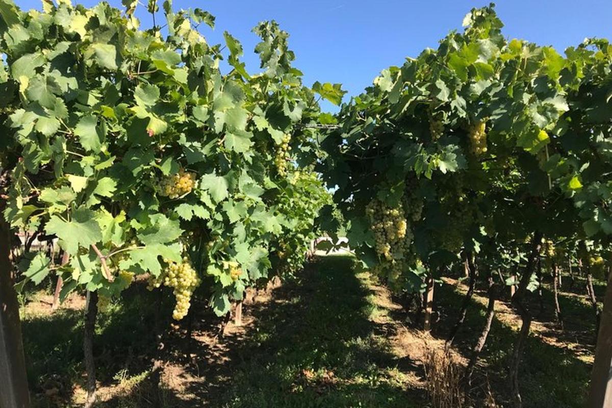 uma fileira de uvas verdes em um vinhedo