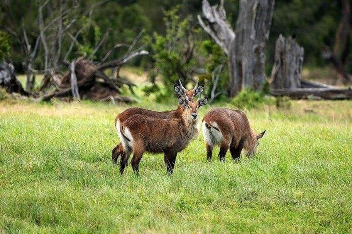 two animals standing in a field of grass