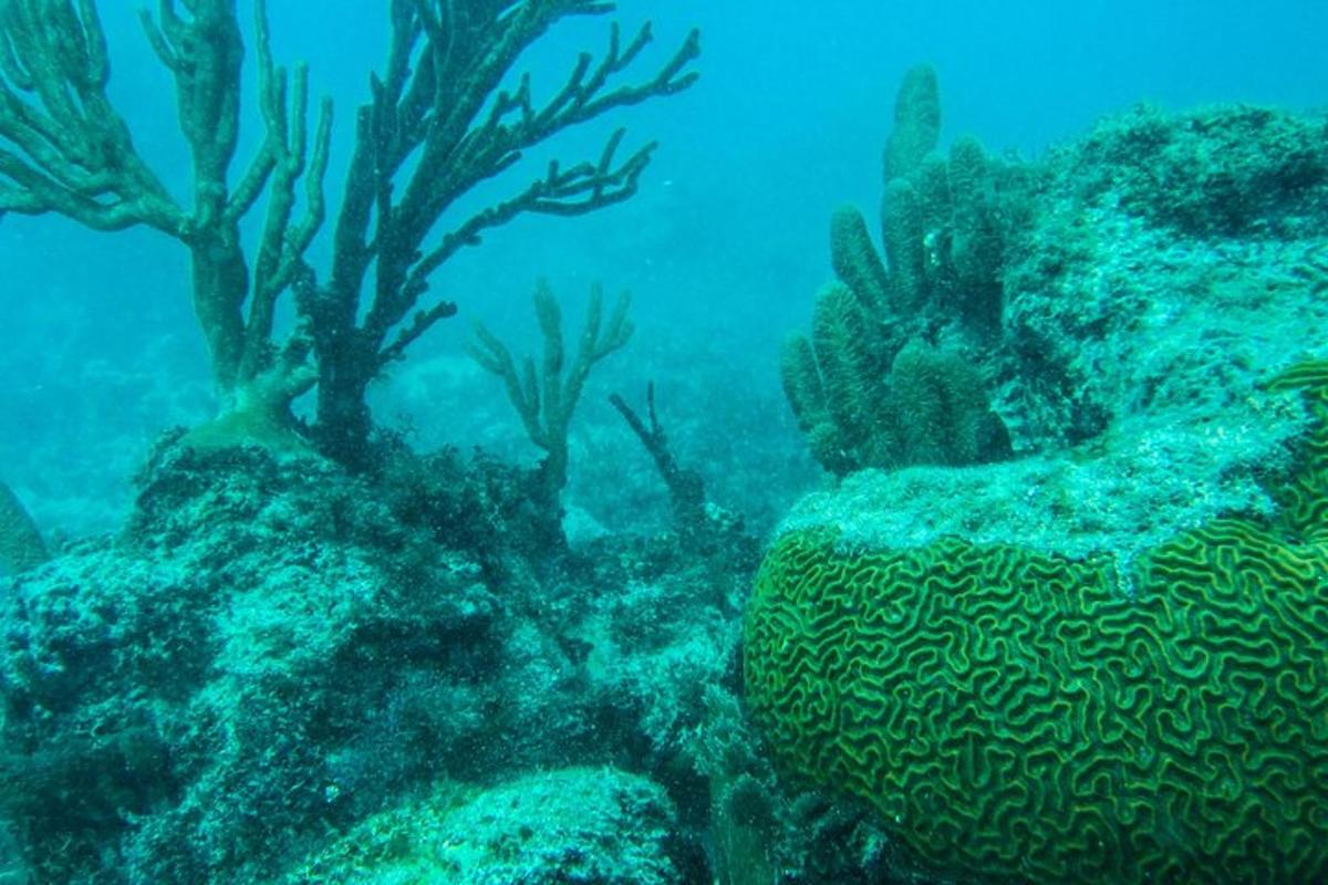 una foto subacquea di una barriera corallina