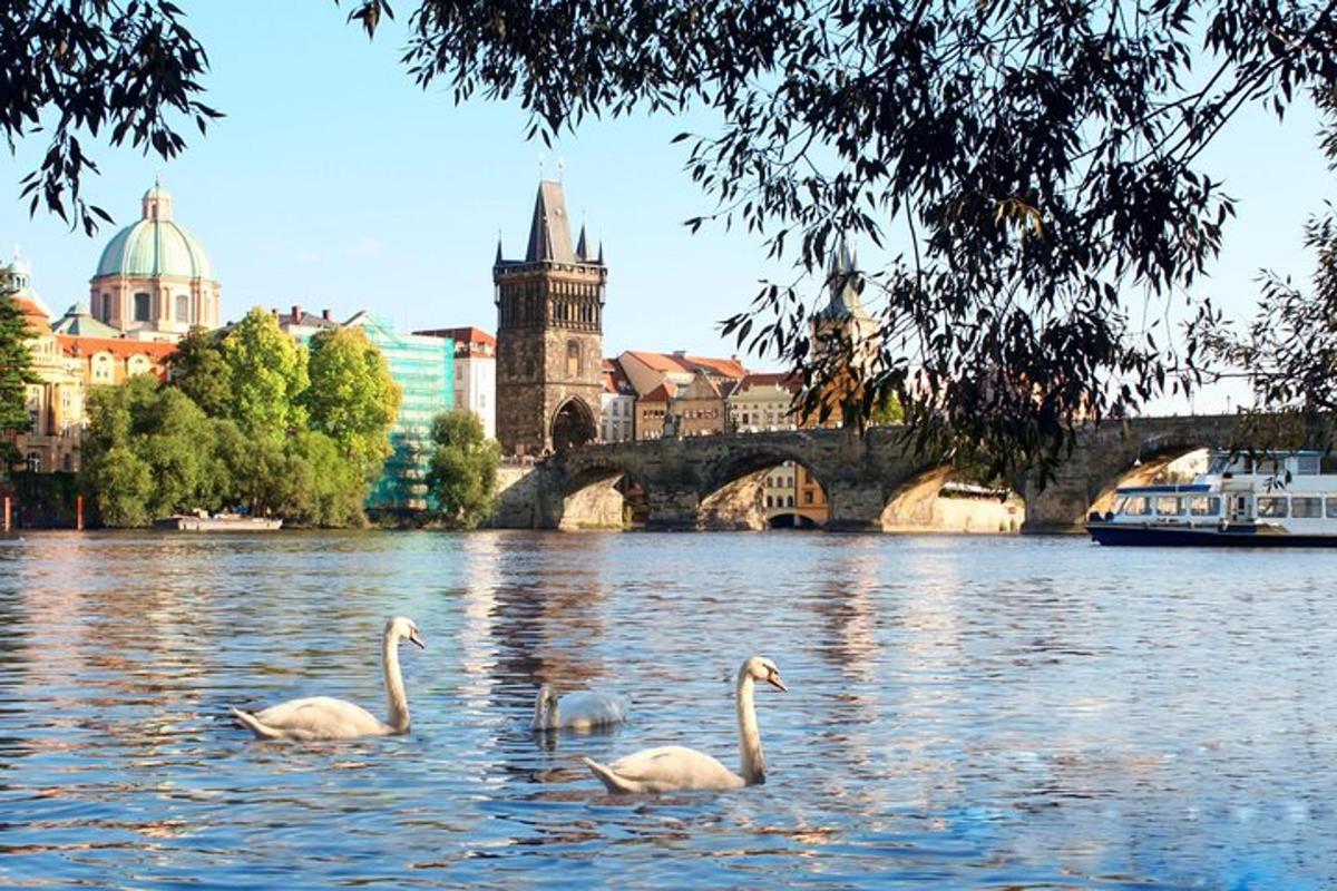 tre cigni che nuotano in un fiume di fronte a una città