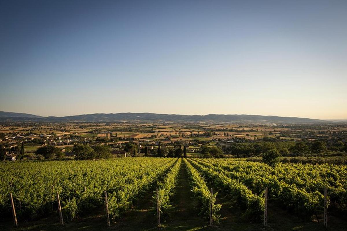 a vineyard with a view of a city