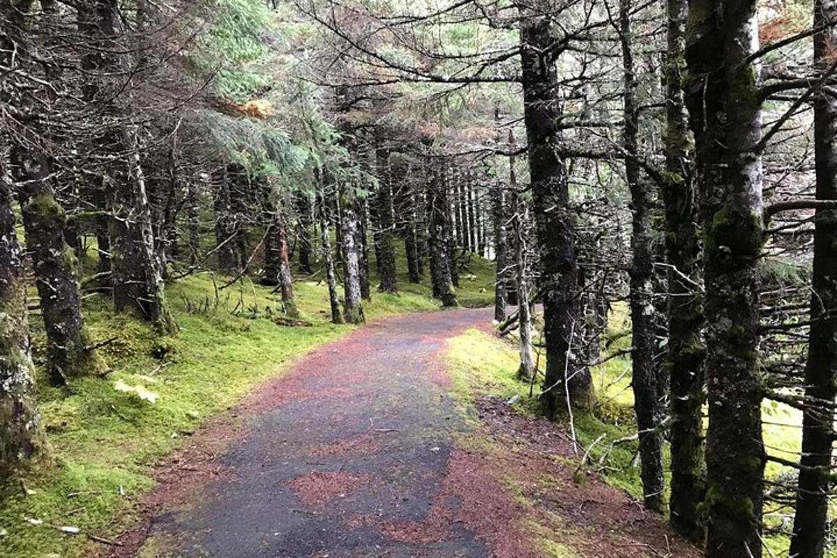 a dirt road in a forest with trees