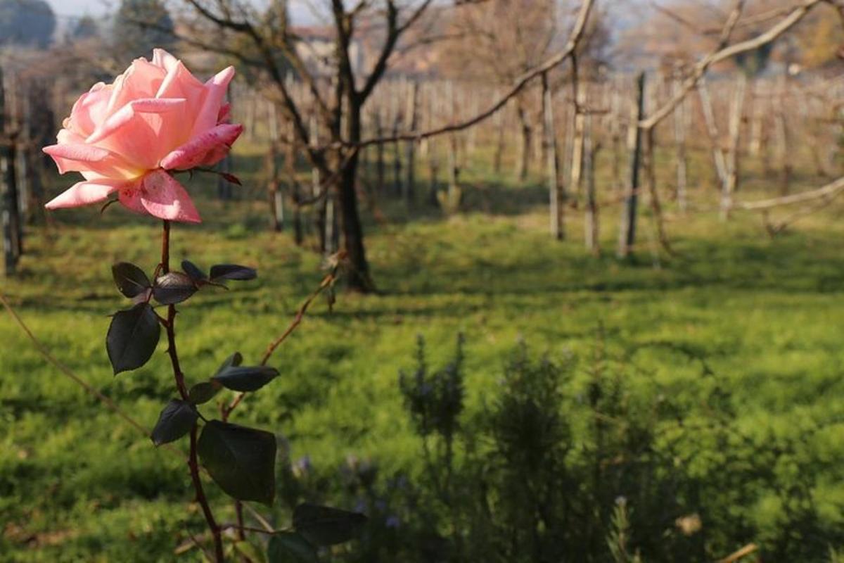 a pink rose on a stem in a field