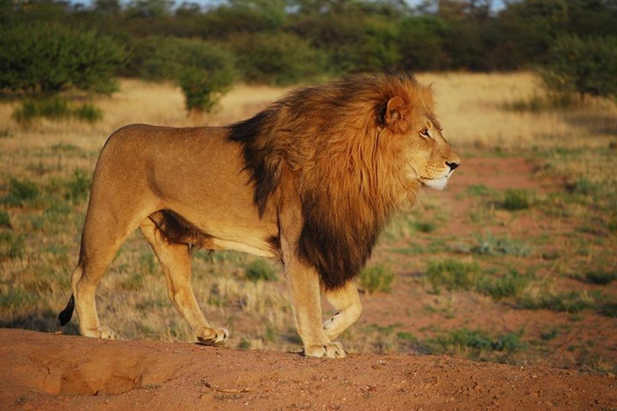 Un león parado sobre un campo de tierra