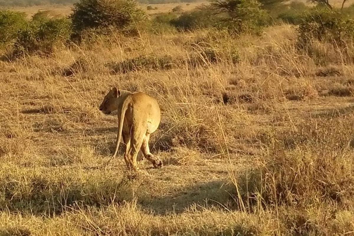 una oveja caminando en un campo de hierba seca