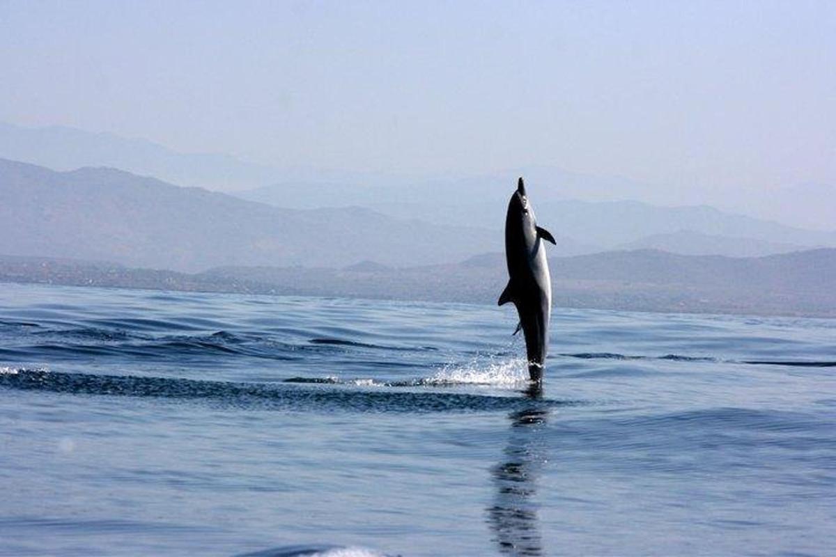 a dolphin jumping out of the water