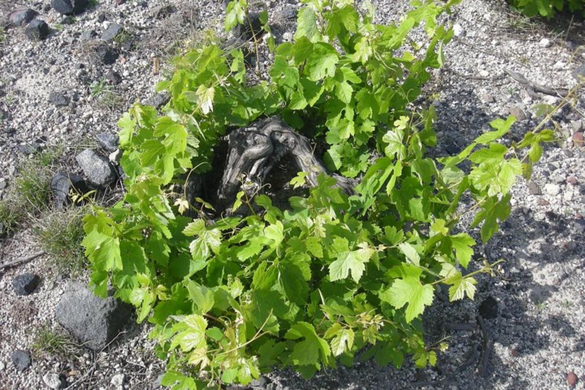 a green plant in the middle of the ground