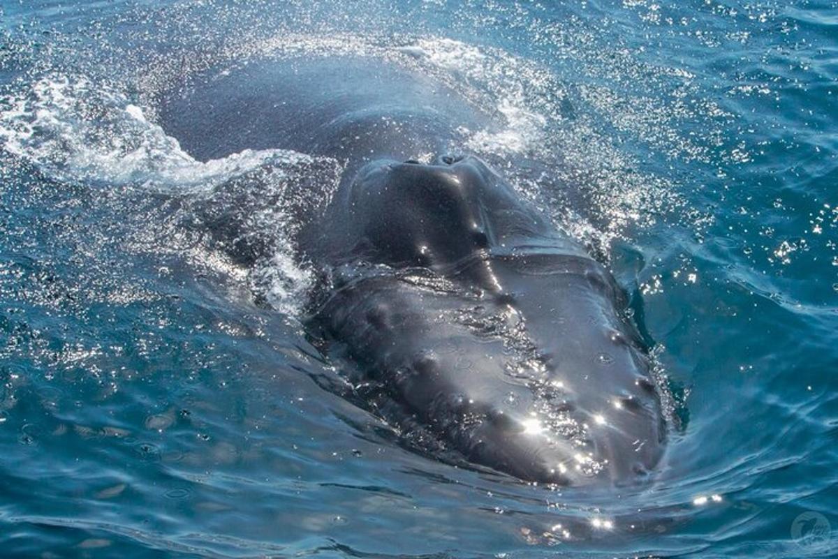 un delfin înoată în apă