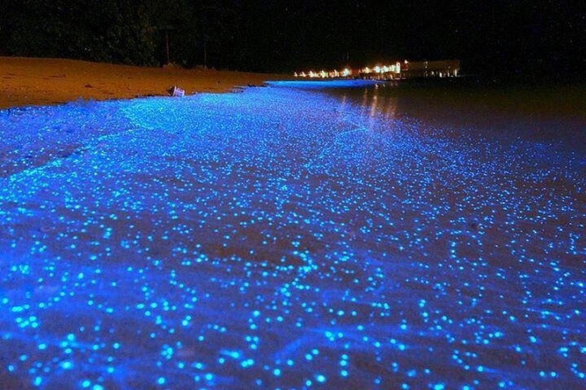 una platja amb llums blaves a l'aigua a la nit