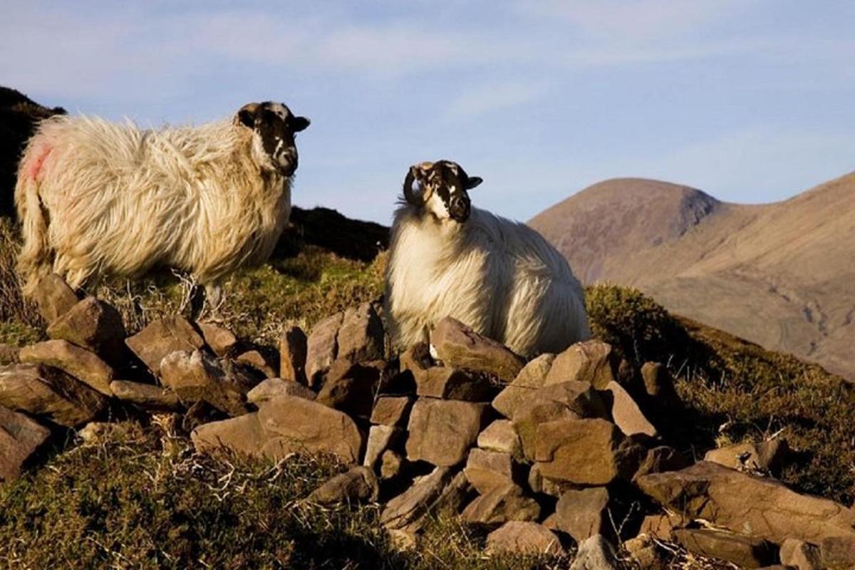two sheep standing on top of a pile of rocks