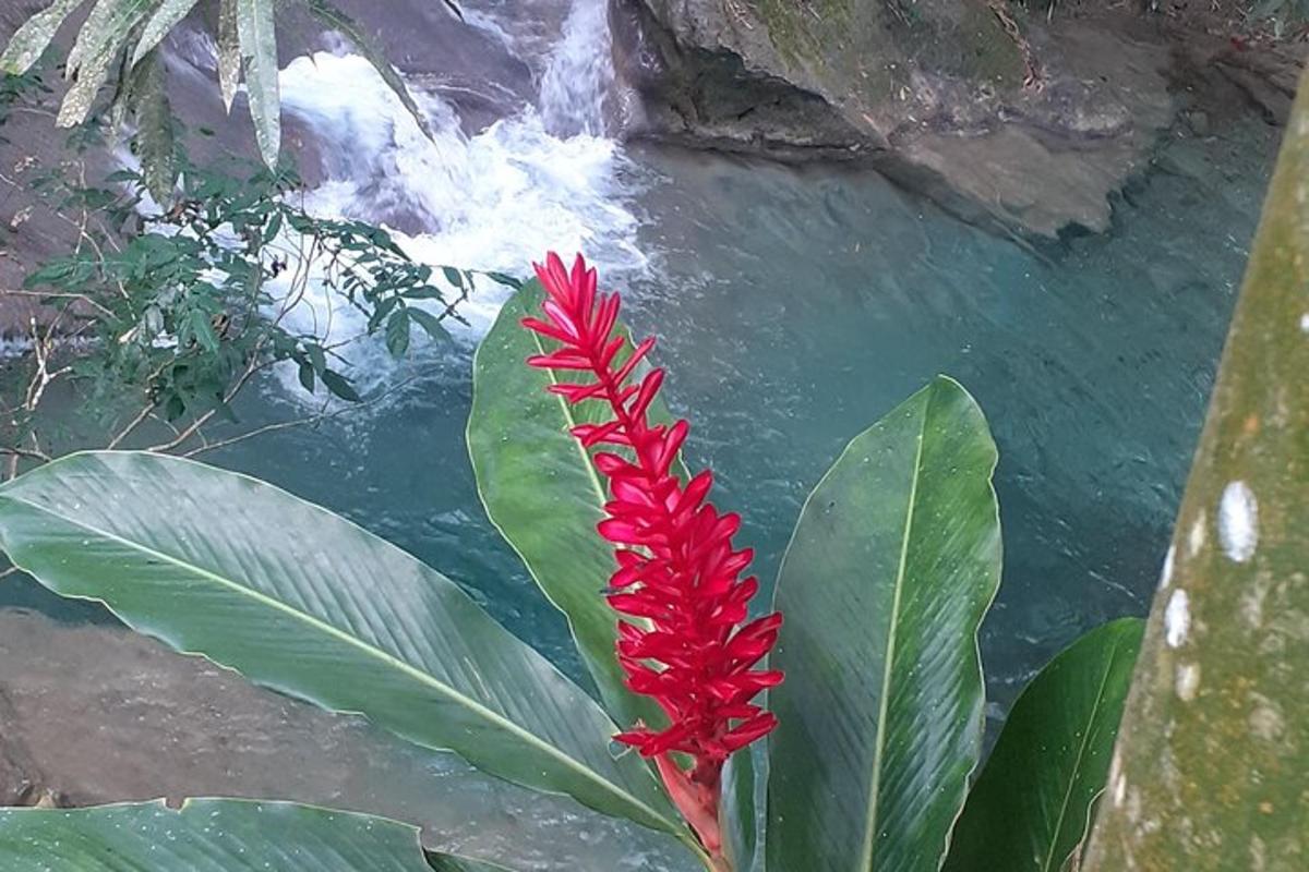 un fiore rosso davanti a una cascata