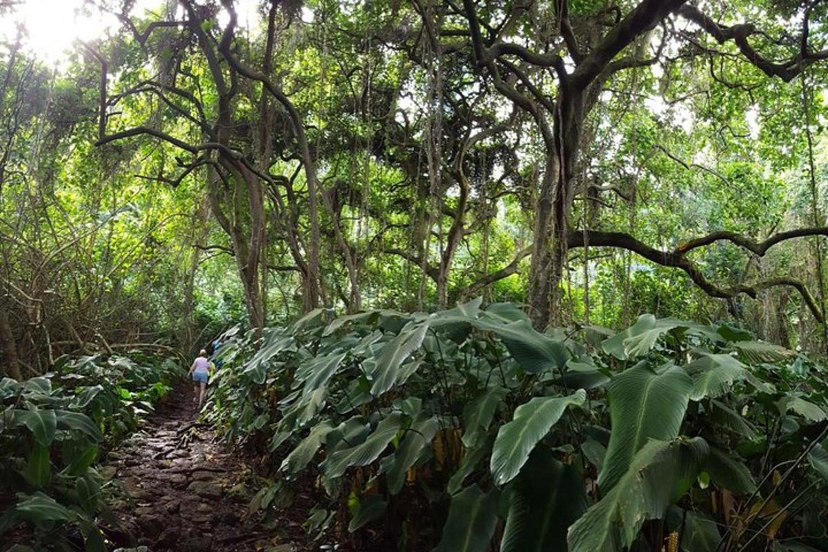 seseorang berjalan menyusuri denai di dalam hutan