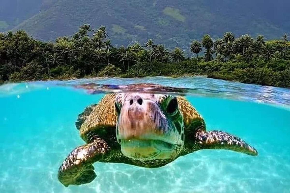 eine grüne Meeresschildkröte, die im Wasser schwimmt