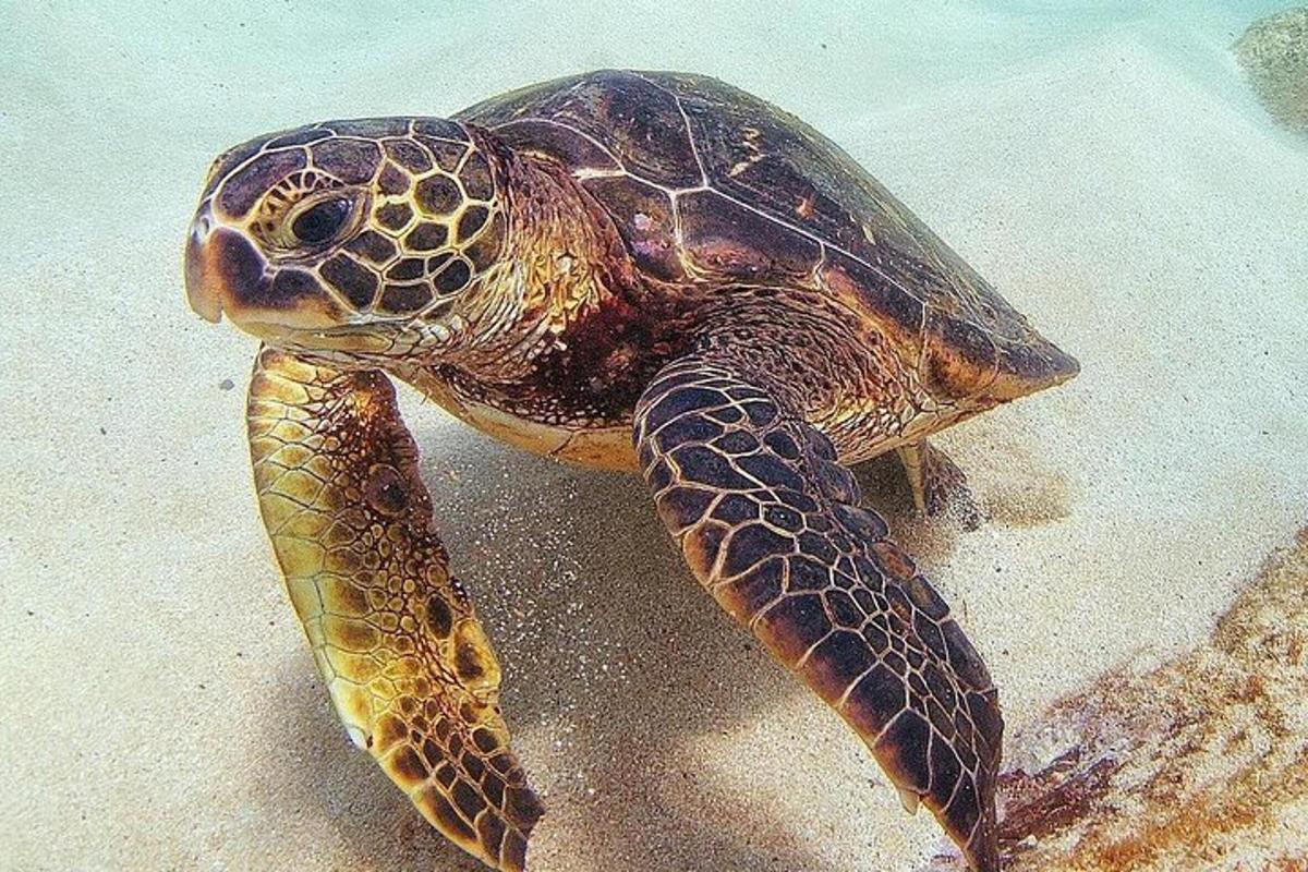 eine grüne Meeresschildkröte, die im Wasser schwimmt