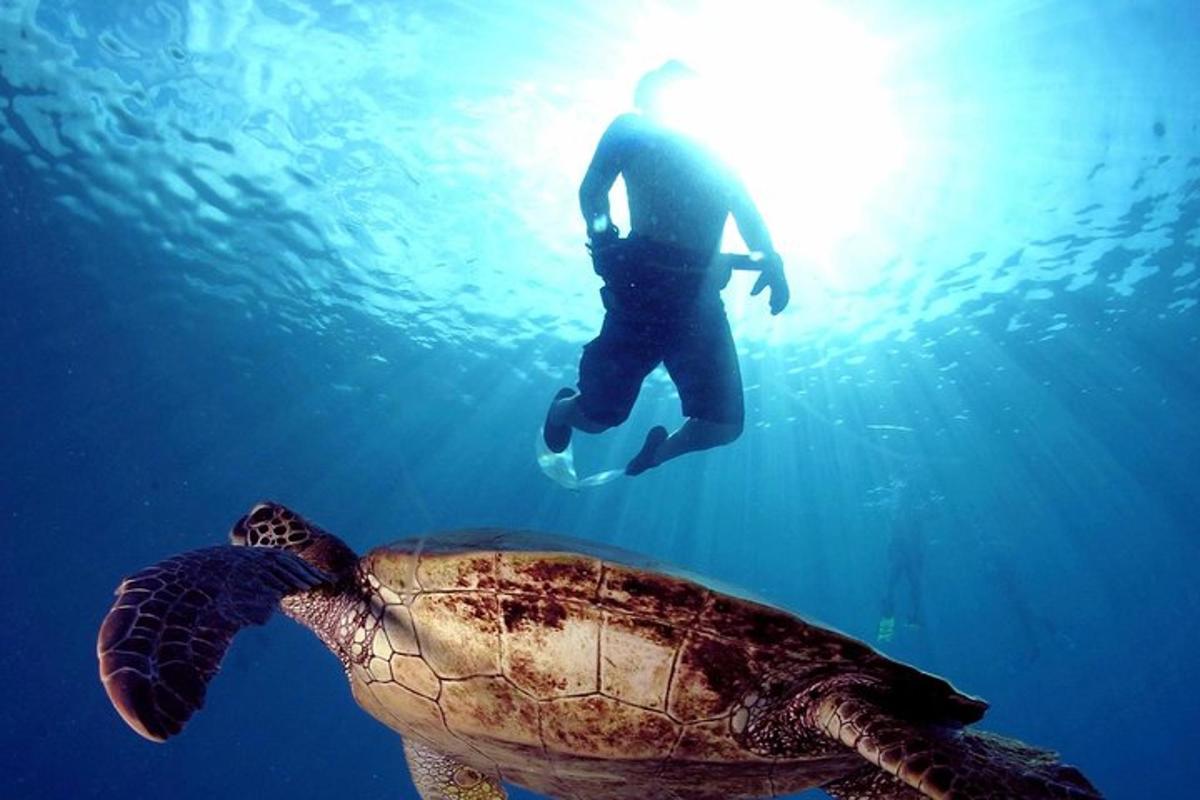 un uomo che nuota accanto a una tartaruga nell'oceano