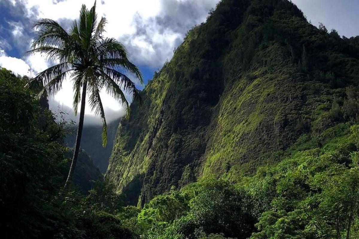 pokok palma di hadapan gunung