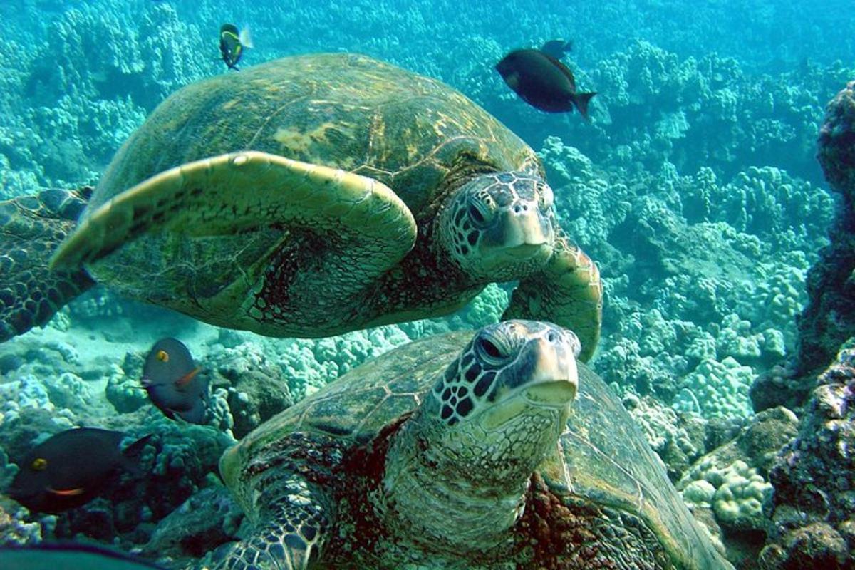 una tartaruga marina verde che nuota nell'oceano
