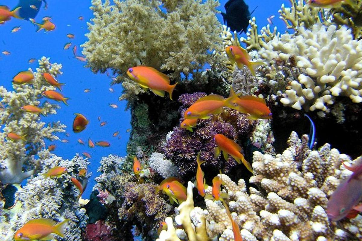 un gruppo di pesci su una barriera corallina
