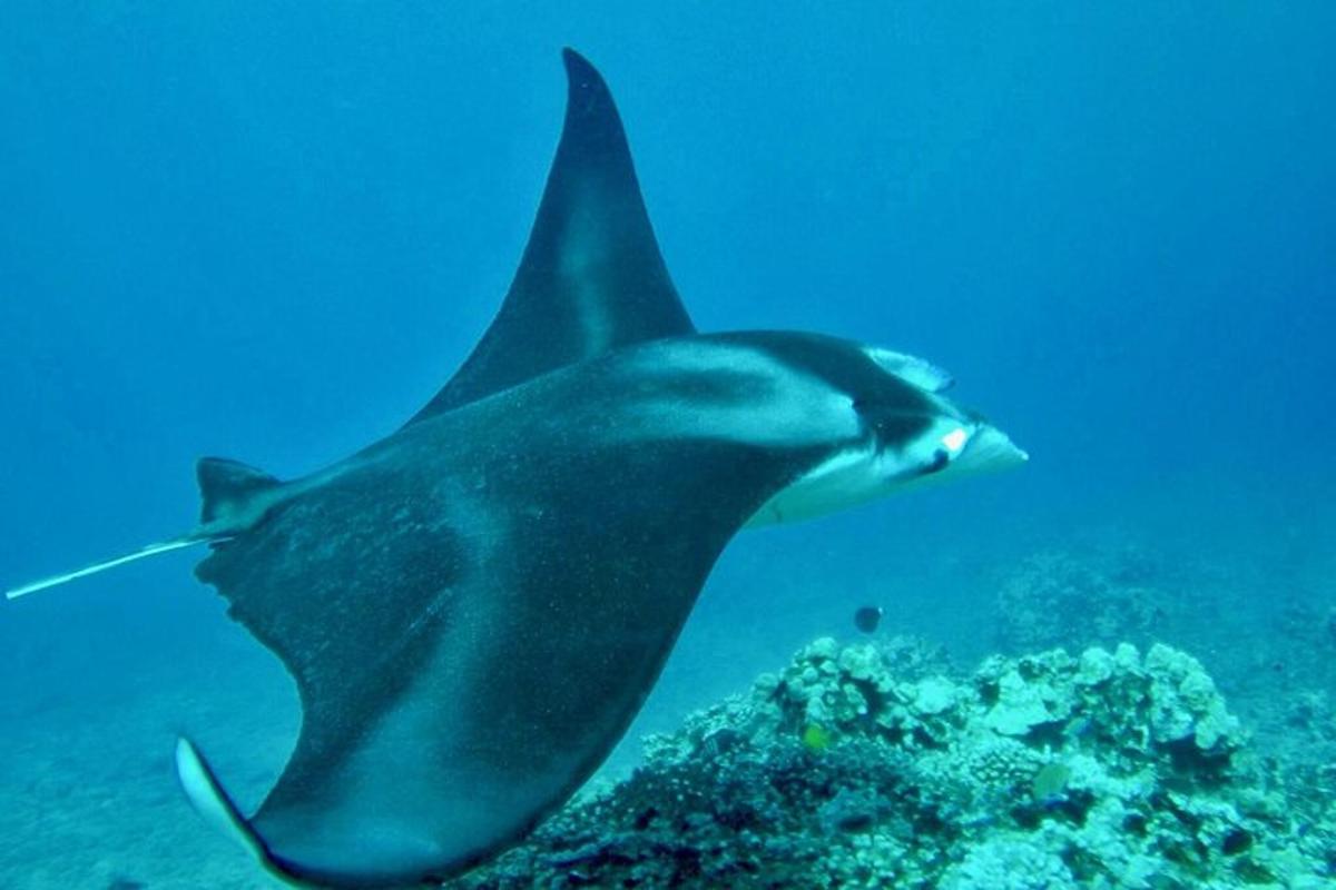 una pastinaca che nuota nell'oceano su una barriera corallina