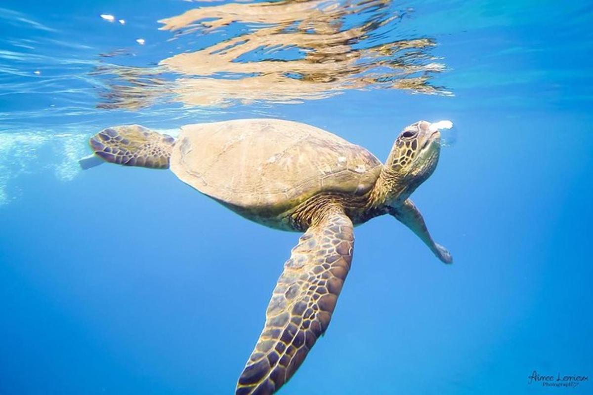 una tartaruga marina verde che nuota nell'acqua