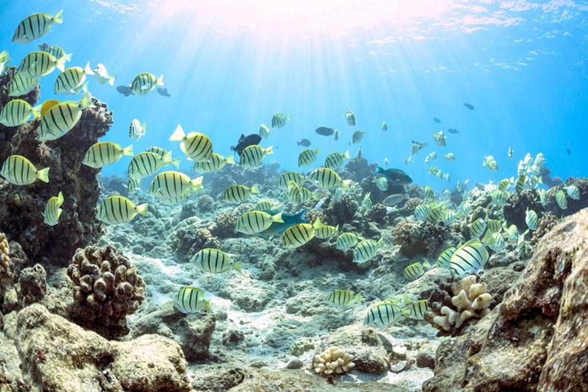 a school of fish on a coral reef