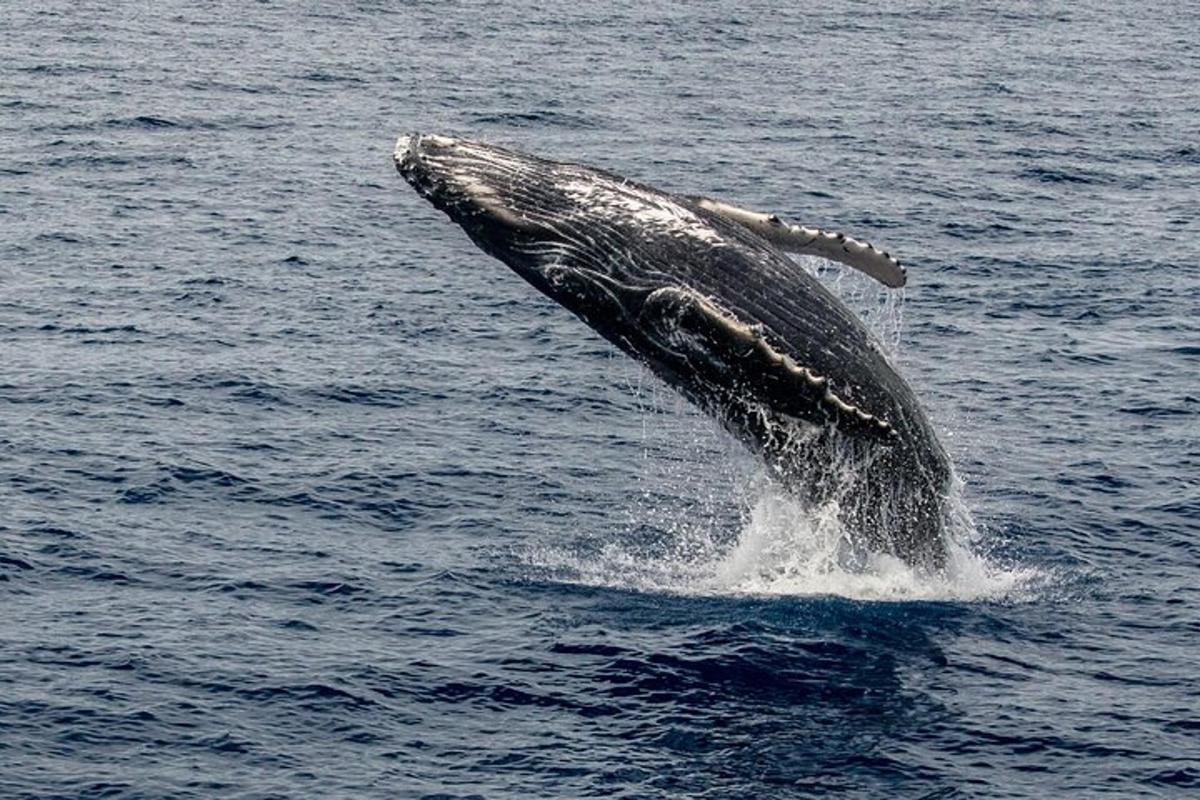 a humpback whale jumping out of the water