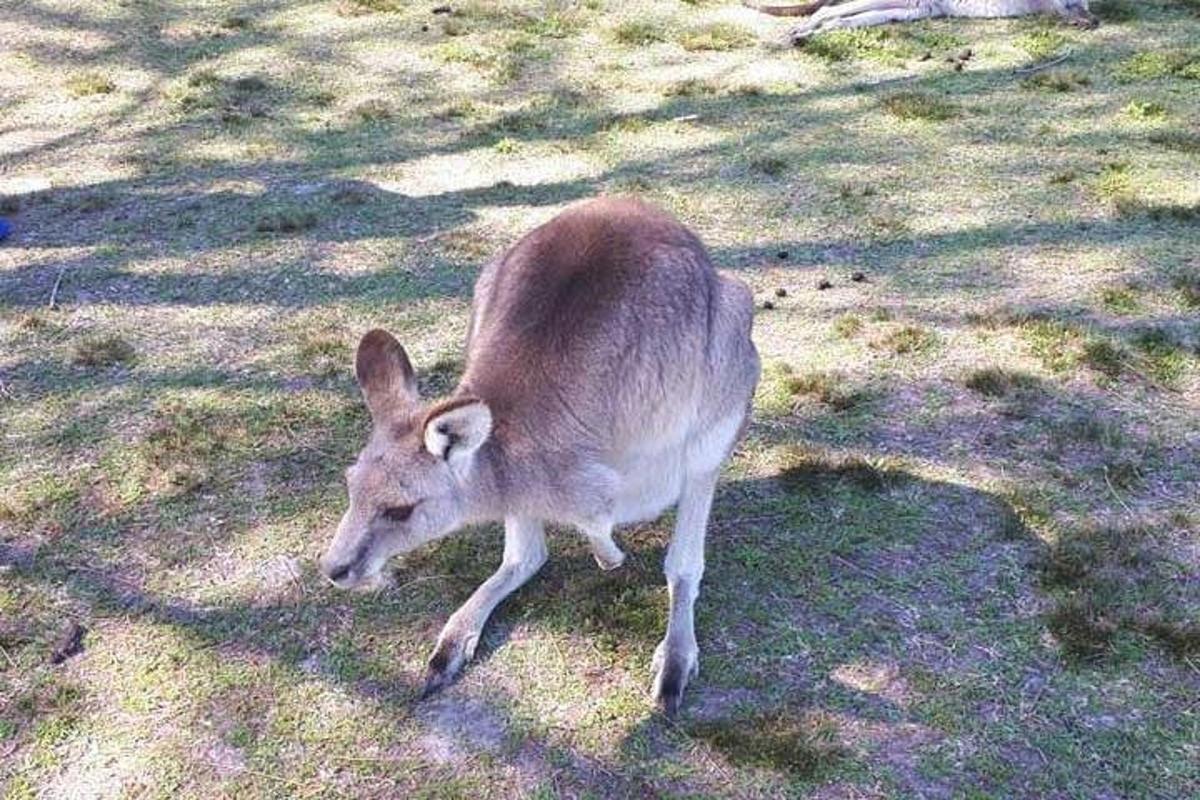 peura kävelee ruohikolla pellolla
