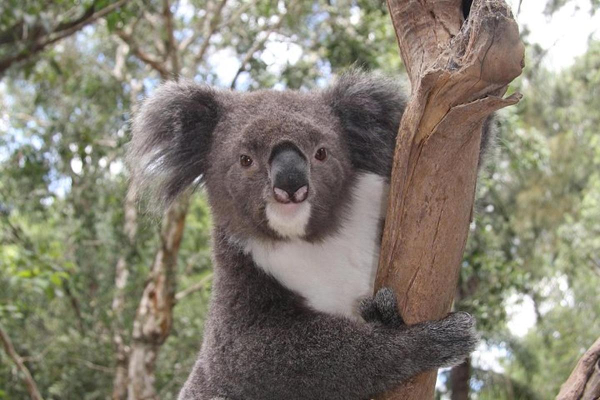 koala seisoo puun latvassa