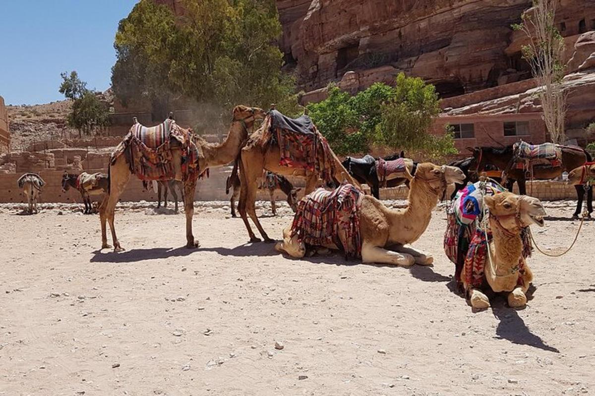 a group of camels sitting on the sand in the desert