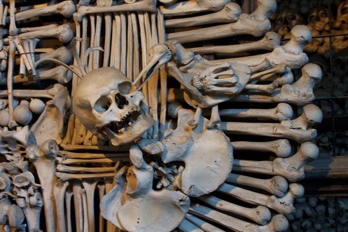 uno scheletro è esposto in un museo