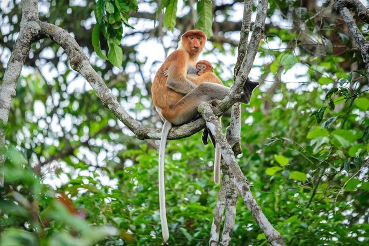 a monkey sitting on a tree branch with its baby
