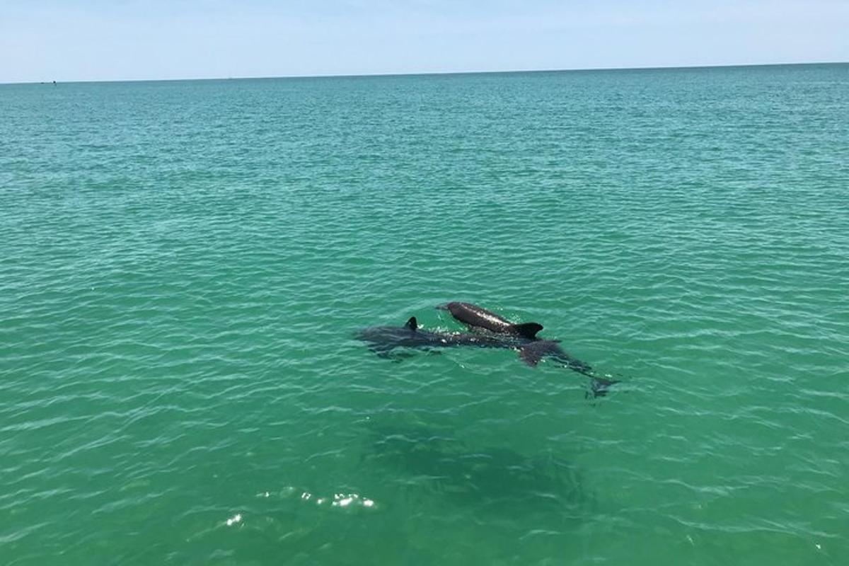 un dofí nedant a l'aigua de l'oceà