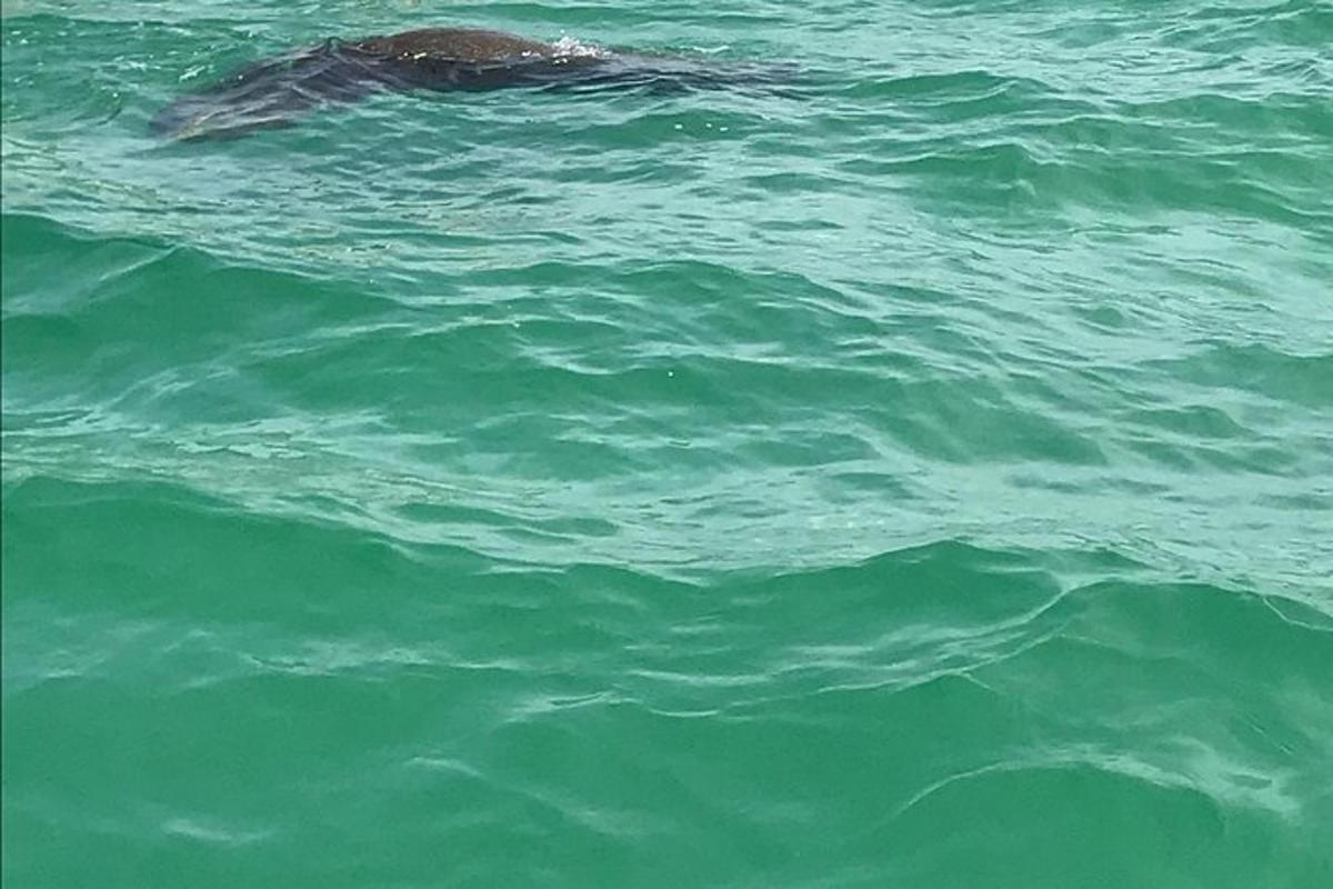 una tortuga marina nedant a l'aigua