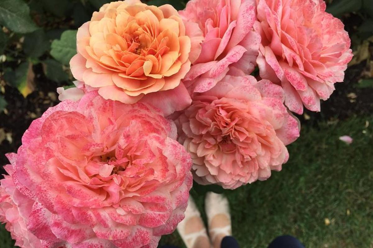 a group of pink and orange flowers