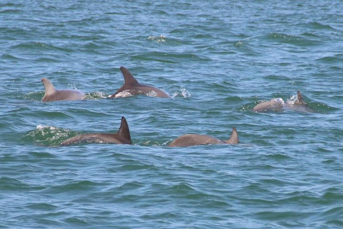 un gruppo di delfini che nuotano nell'acqua