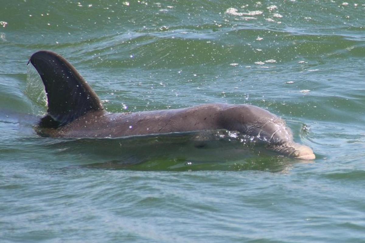 un delfino in acqua con la coda sporgente