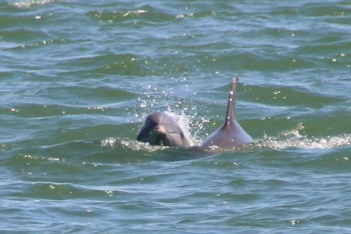 un delfino sta nuotando nell'acqua