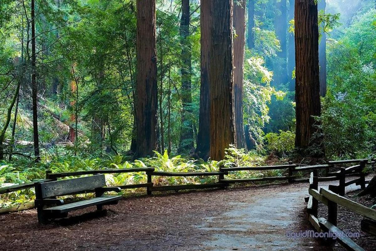 due panchine su un sentiero sterrato in una foresta rossa