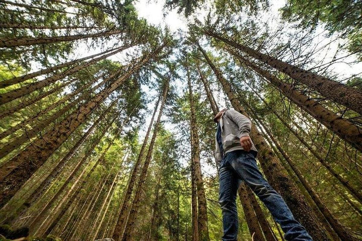 un uomo che cammina attraverso una foresta con alberi alti