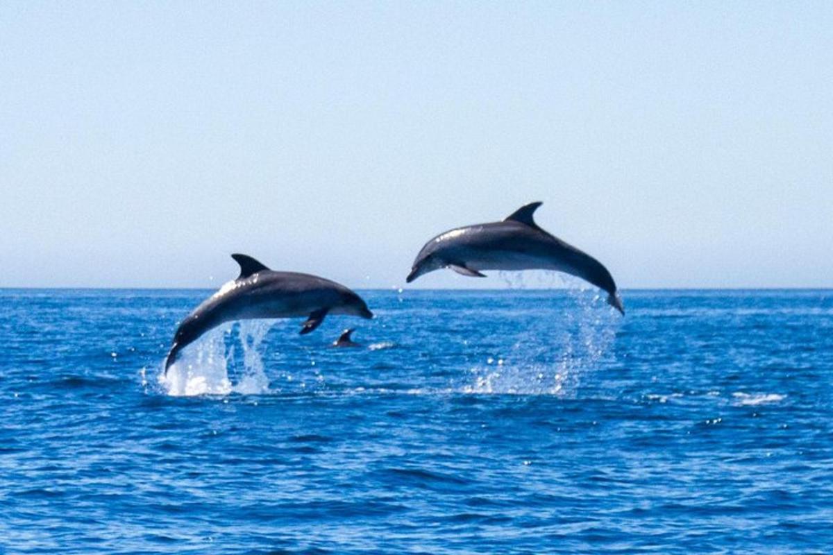 két delfin ugrik a vízbe az óceánban