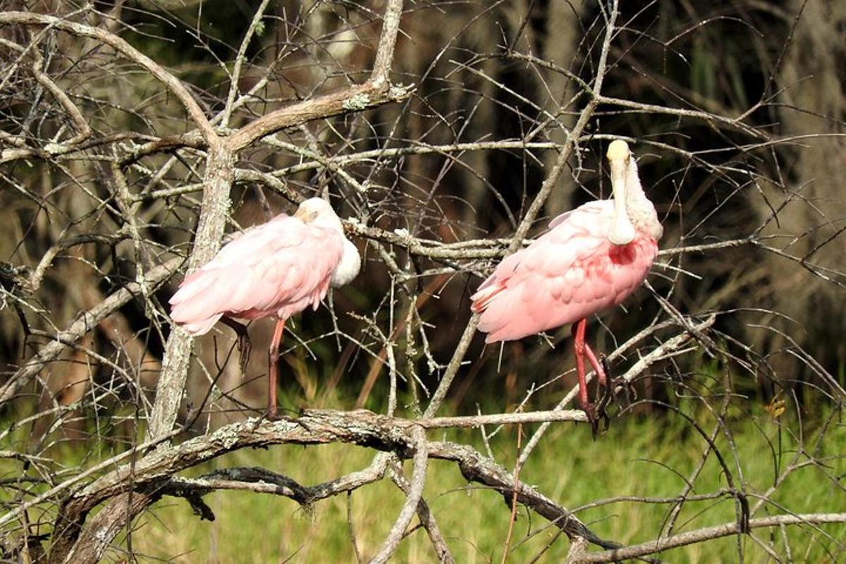 two pink birds standing on a tree branch