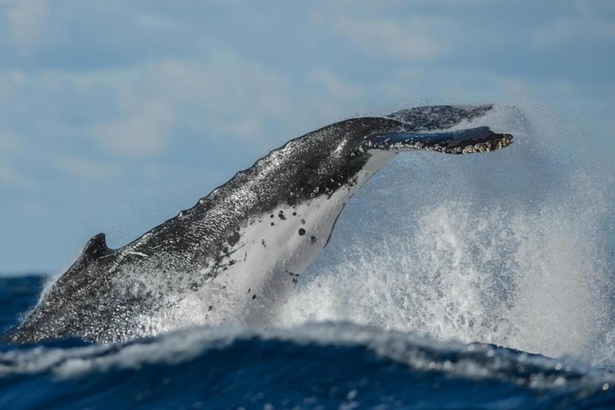 un uccello nell'acqua in cima all'oceano