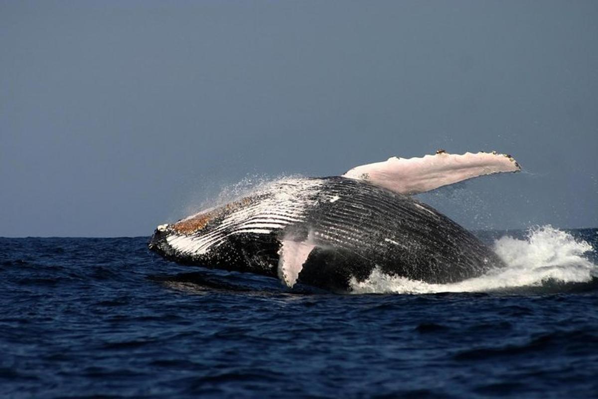 una ballena en el agua con la boca abierta
