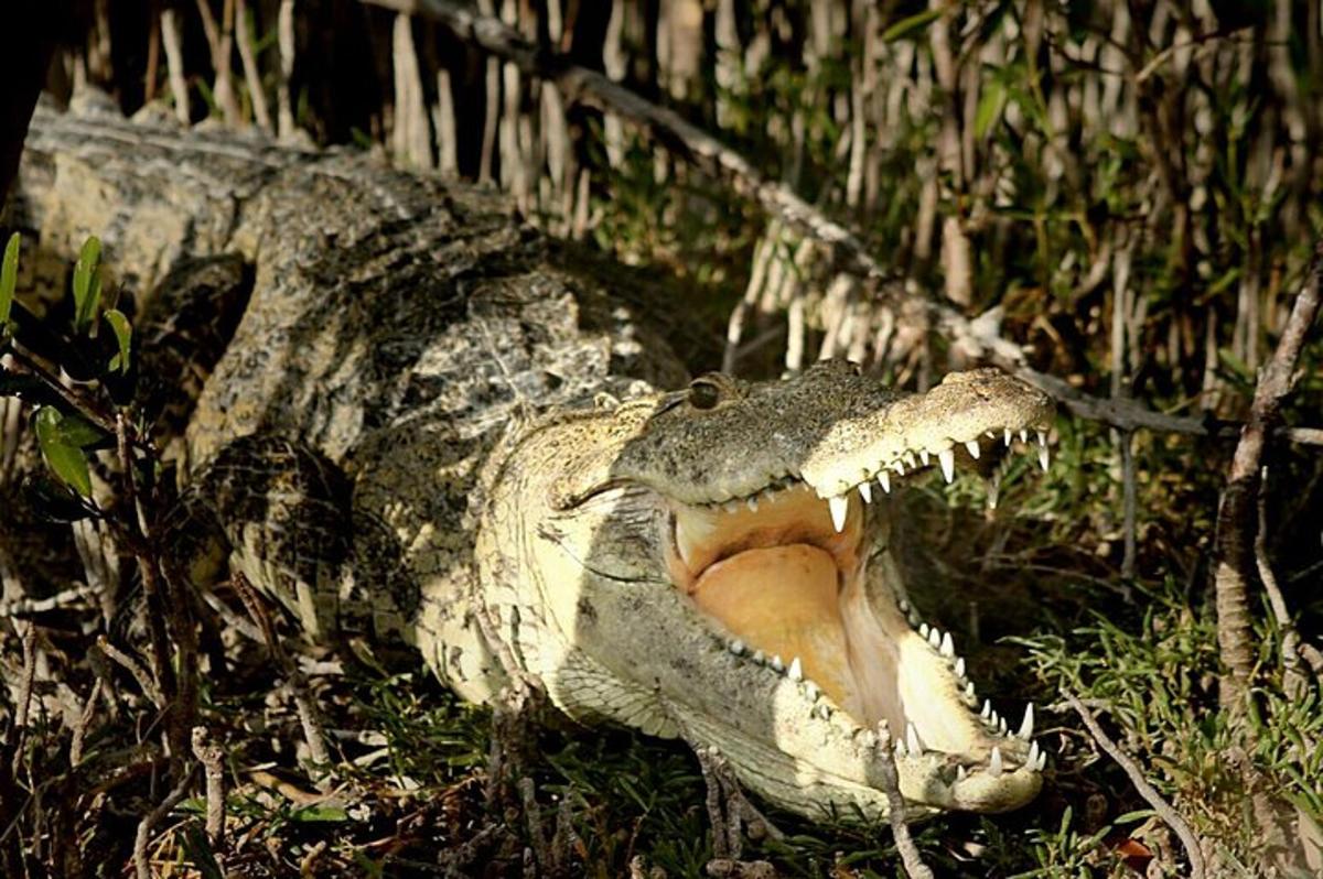 a crocodile with its mouth open in the grass