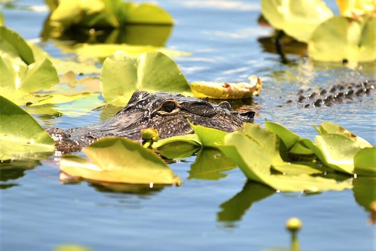 a crocodile swimming in the water with green leaves