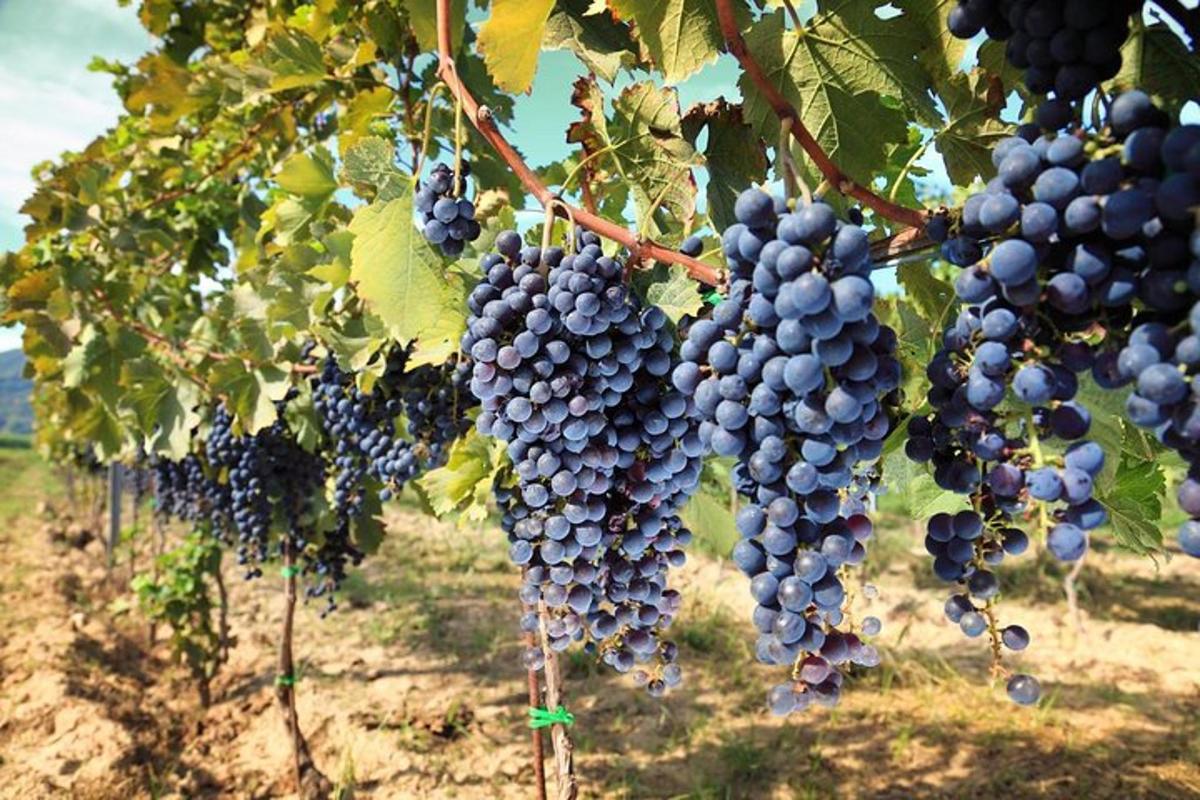 a bunch of purple grapes hanging from a tree