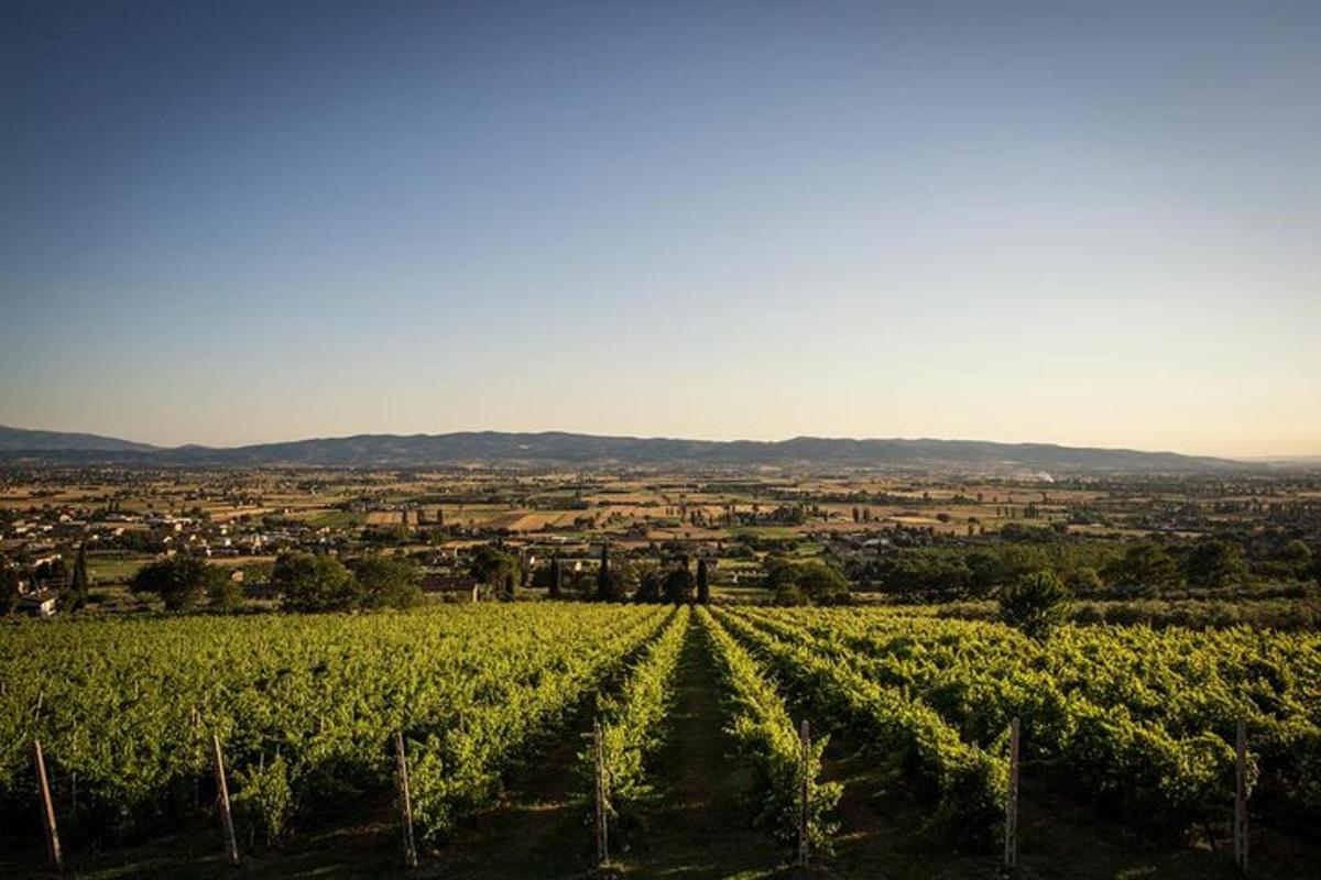 a vineyard with a view of a city