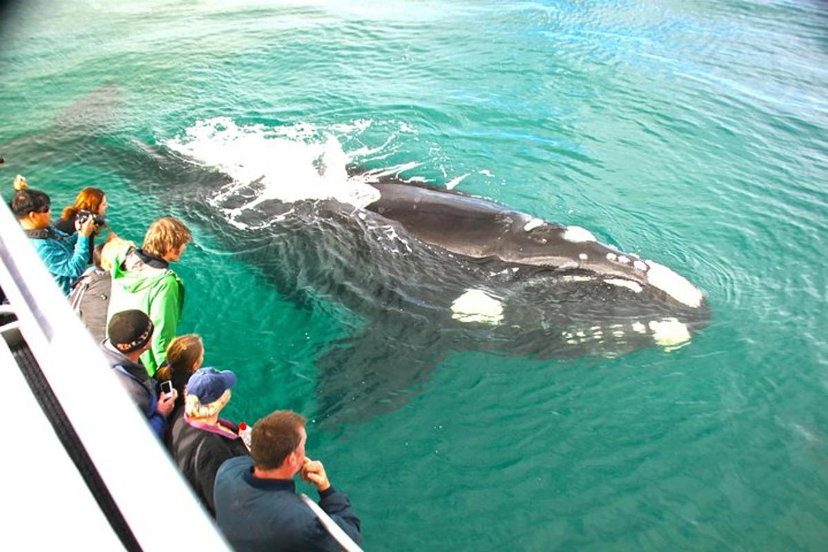 a group of people looking at a whale in the water